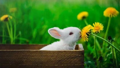 搏击俱乐部坐骑